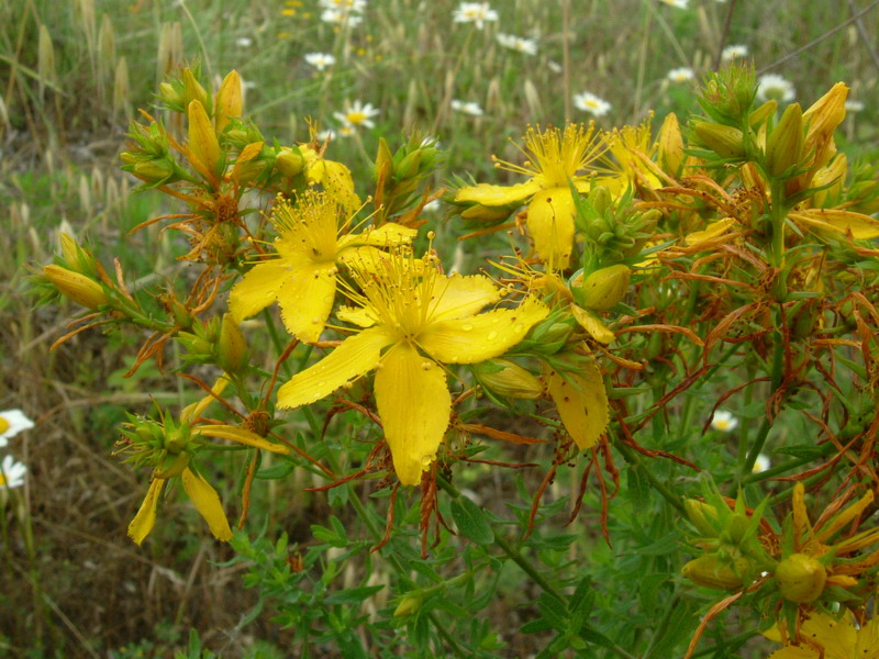 Fiori di greto 2 Hypericum perforatum